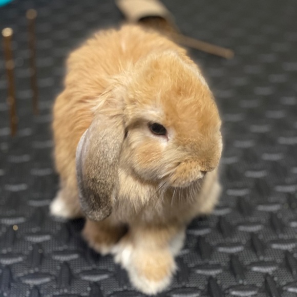 Meet your Posher, Jodi - Picture 1 of 2